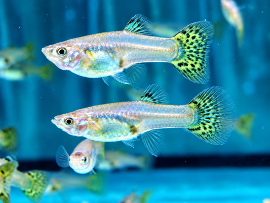 Cobra Guppy Poecilia reticulata Weibchen