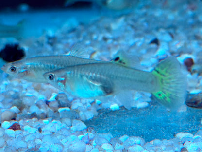 Cobra Guppy Poecilia reticulata Weibchen
