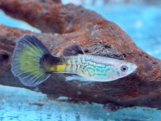 Cobra blau Guppy Poecilia reticulata Männchen