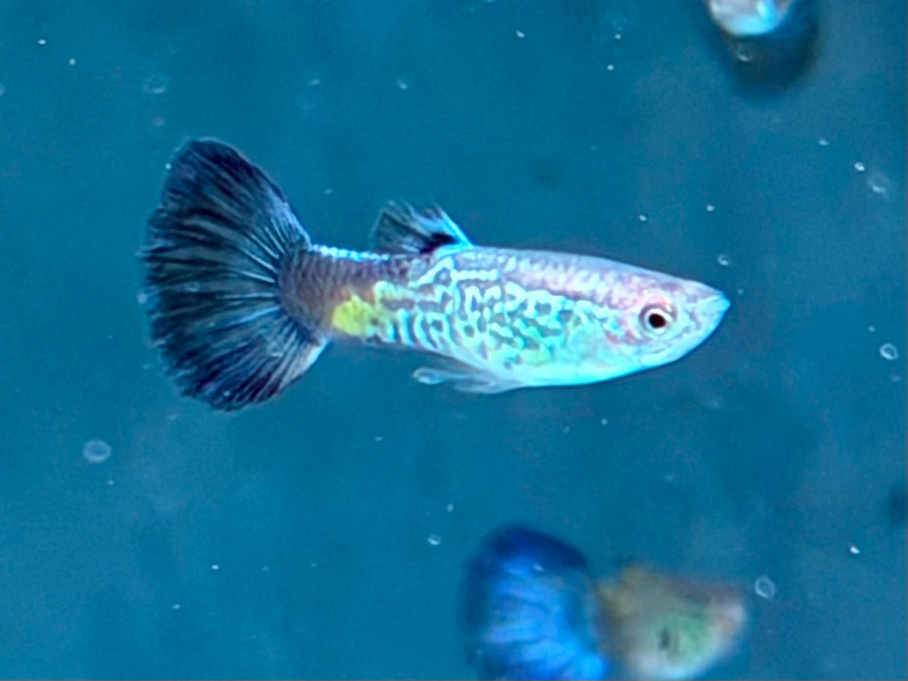 Cobra blau Guppy Poecilia reticulata Männchen