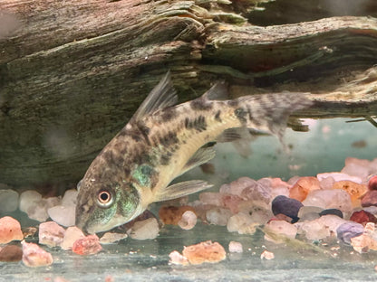 Marmorierter Panzerwels Corydoras paleatus