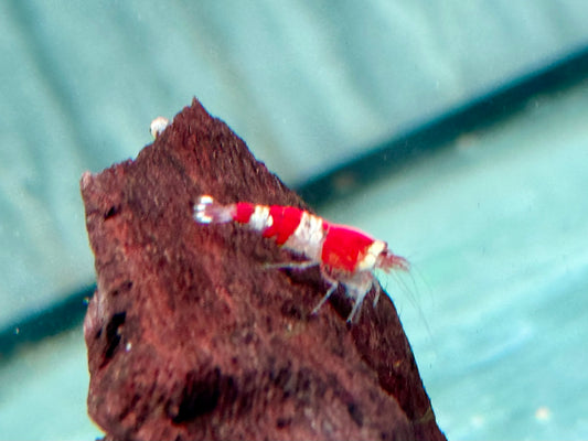 Crystal Red Garnele Caridina logemanni
