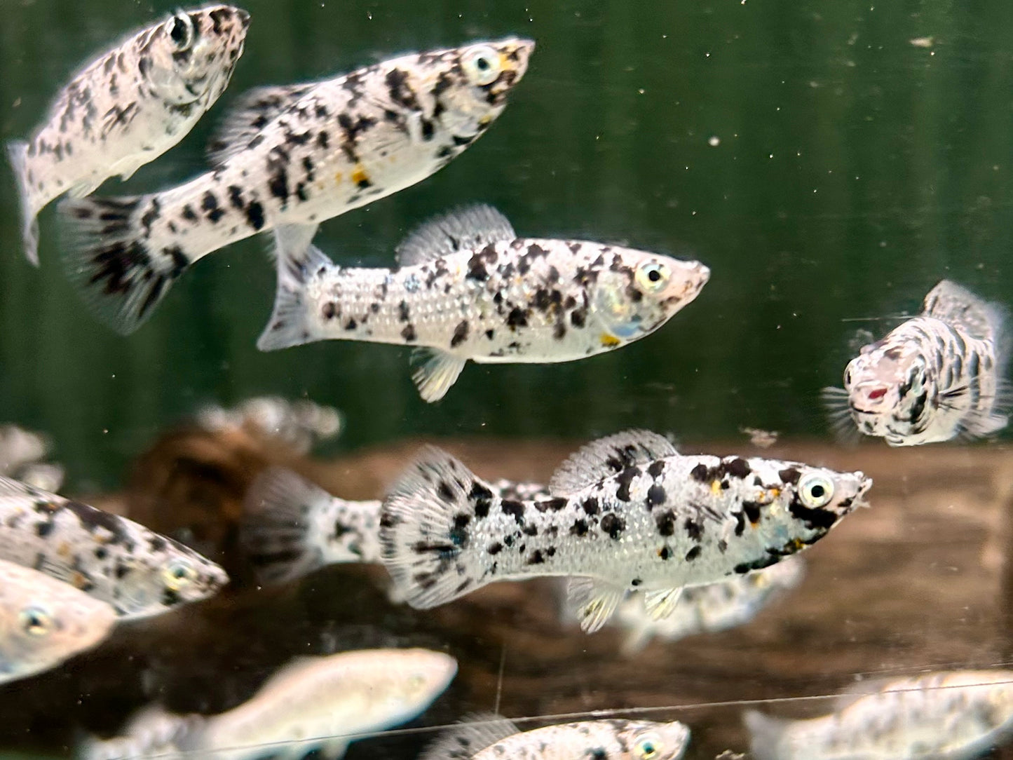 Molly dalmatiner Poecilia sphenops