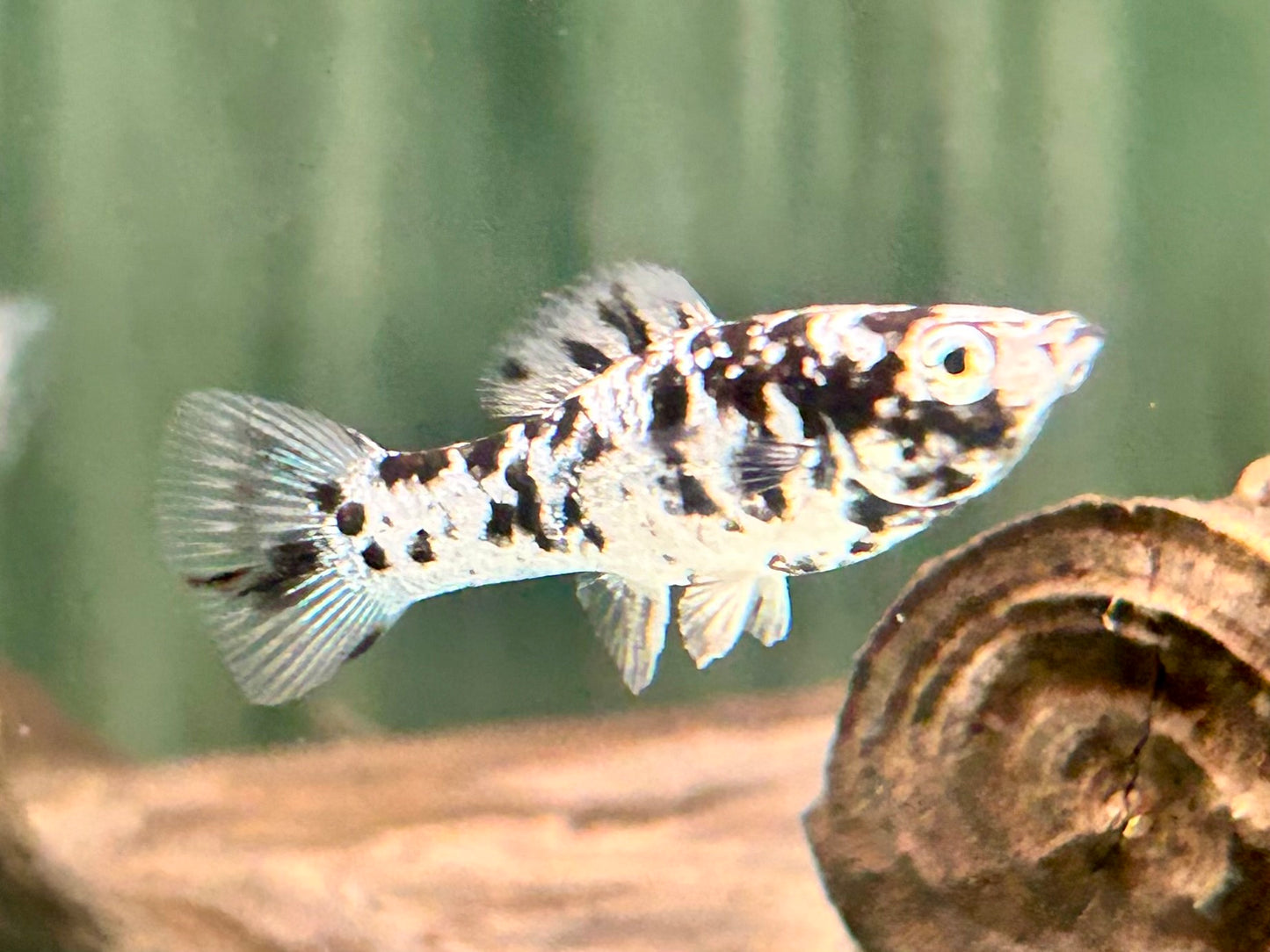 Molly dalmatiner Poecilia sphenops