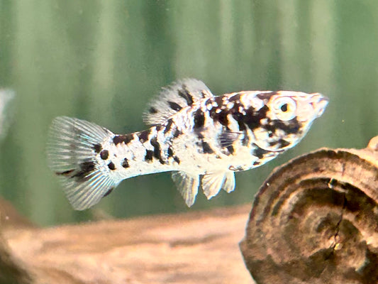 Molly dalmatiner Poecilia sphenops