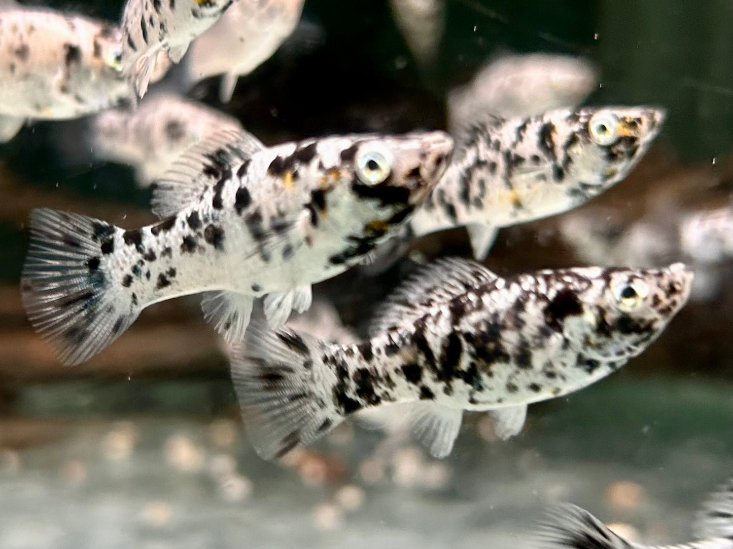 Molly dalmatiner Poecilia sphenops