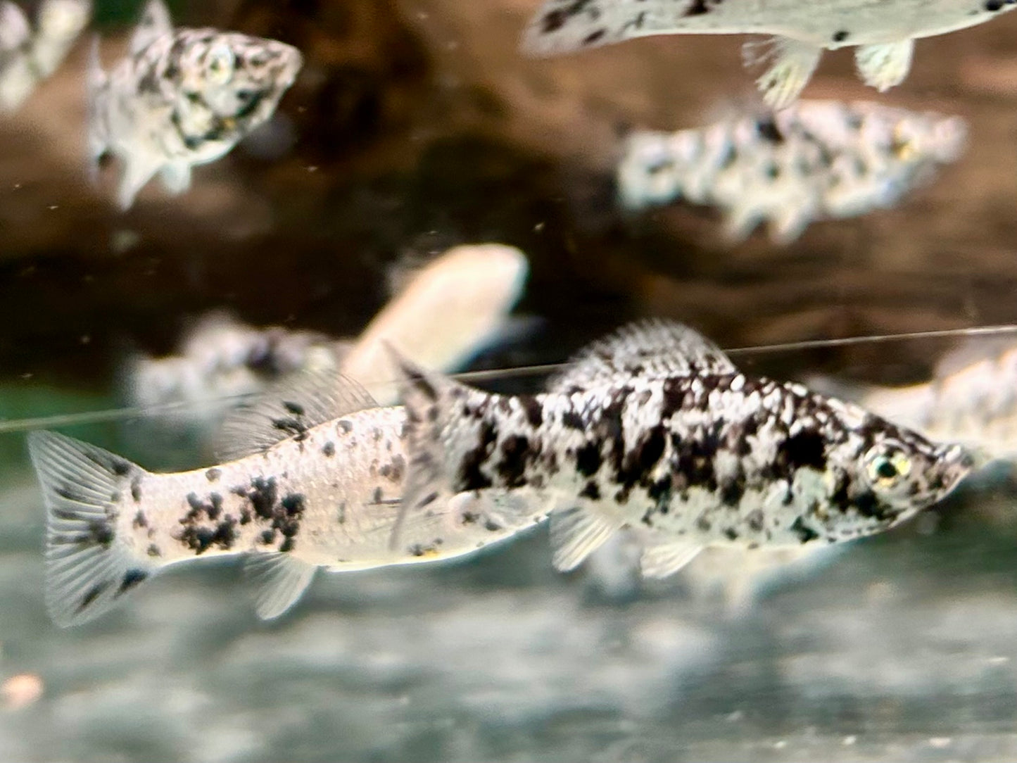 Molly dalmatiner Poecilia sphenops