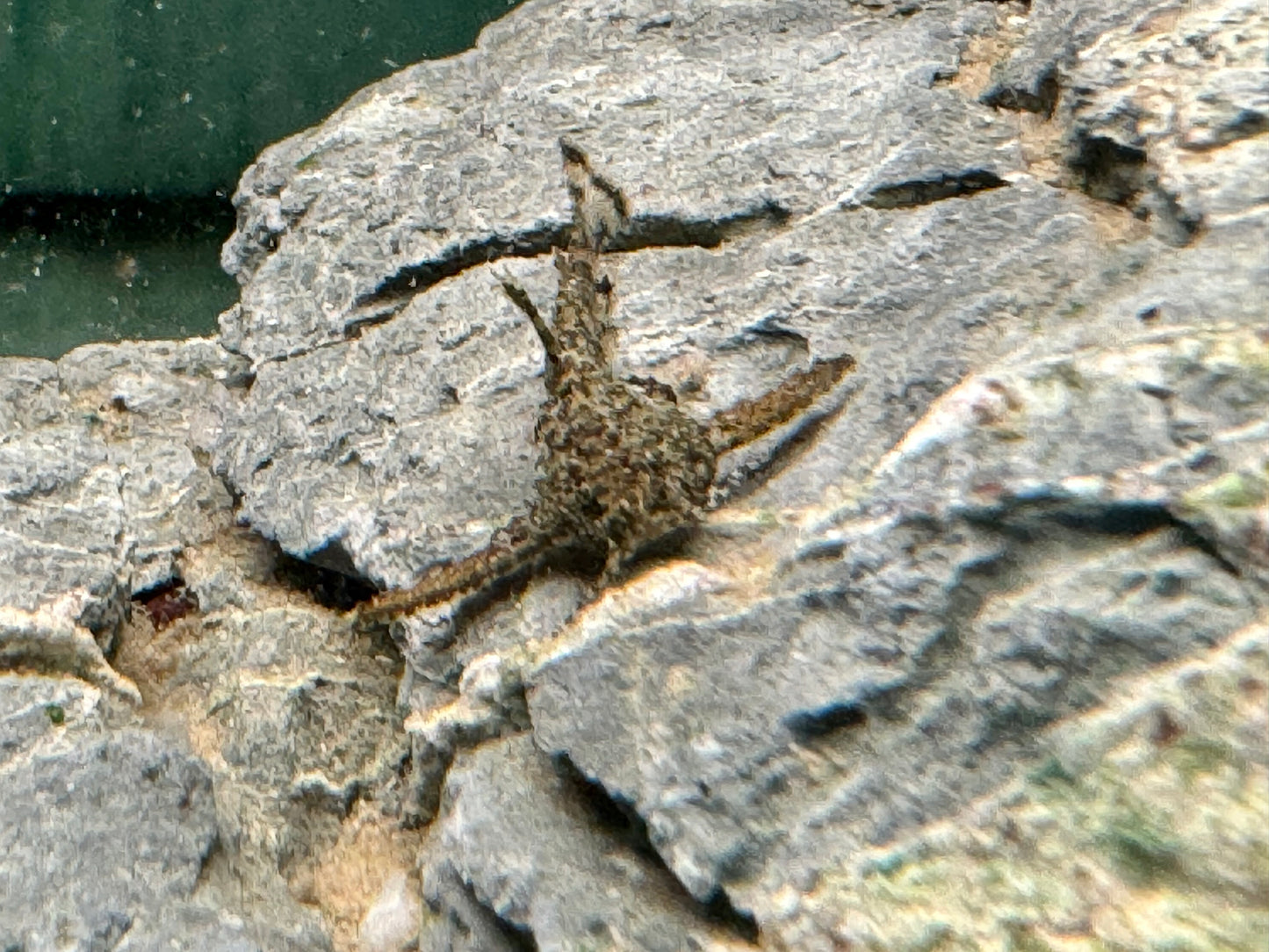 Deltaflügel Zwergwels Hara jerdoni
