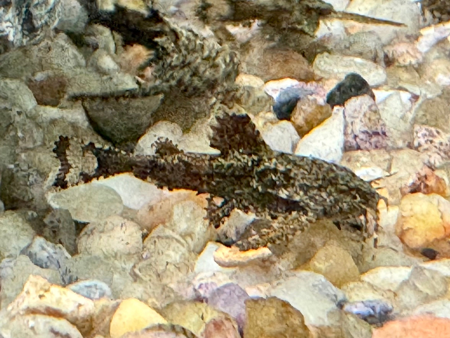 Deltaflügel Zwergwels Hara jerdoni