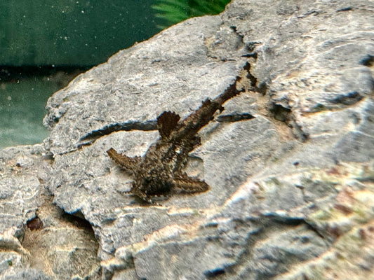Deltaflügel Zwergwels Hara jerdoni