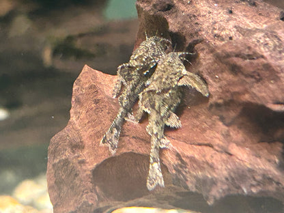 Deltaflügel Zwergwels Hara jerdoni