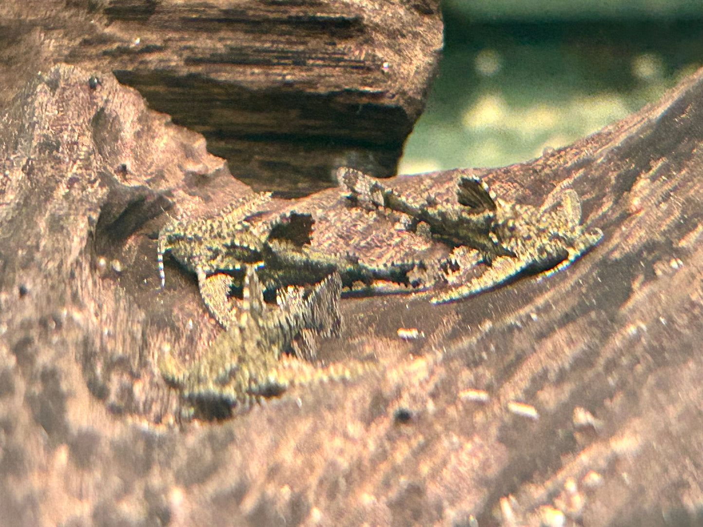 Deltaflügel Zwergwels Hara jerdoni