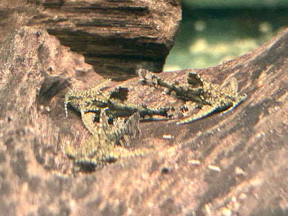 Deltaflügel Zwergwels Hara jerdoni