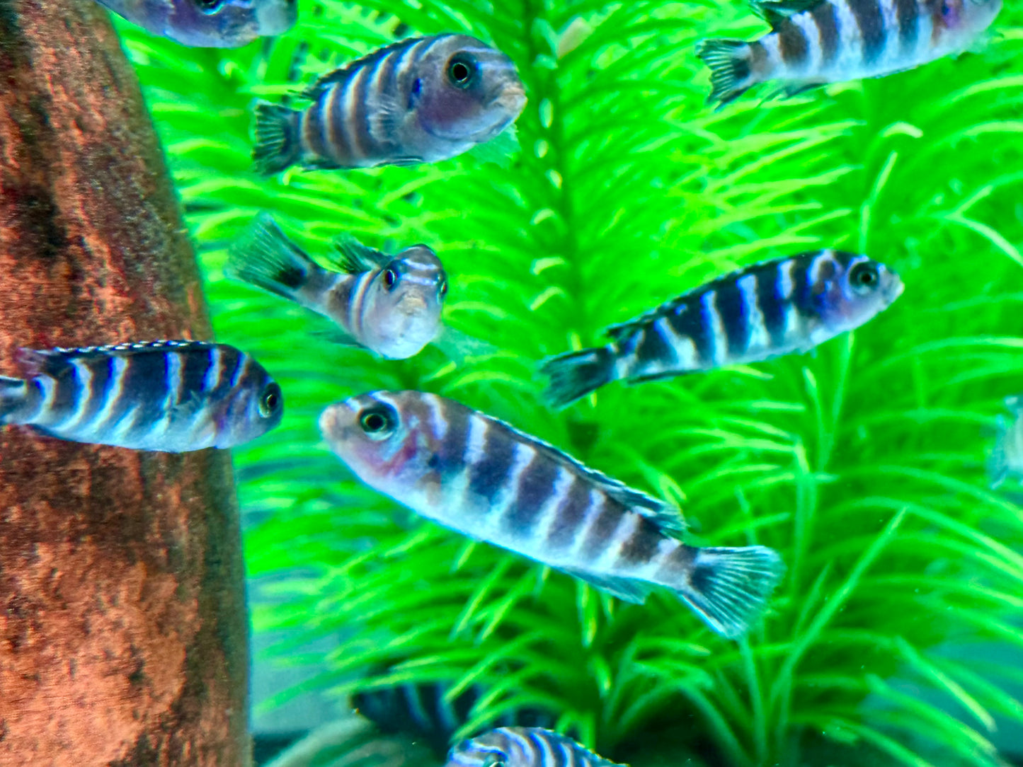 Demasons Maulbrüter Pseudotropheus demasoni
