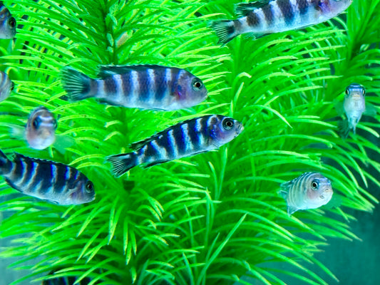 Demasons Maulbrüter Pseudotropheus demasoni