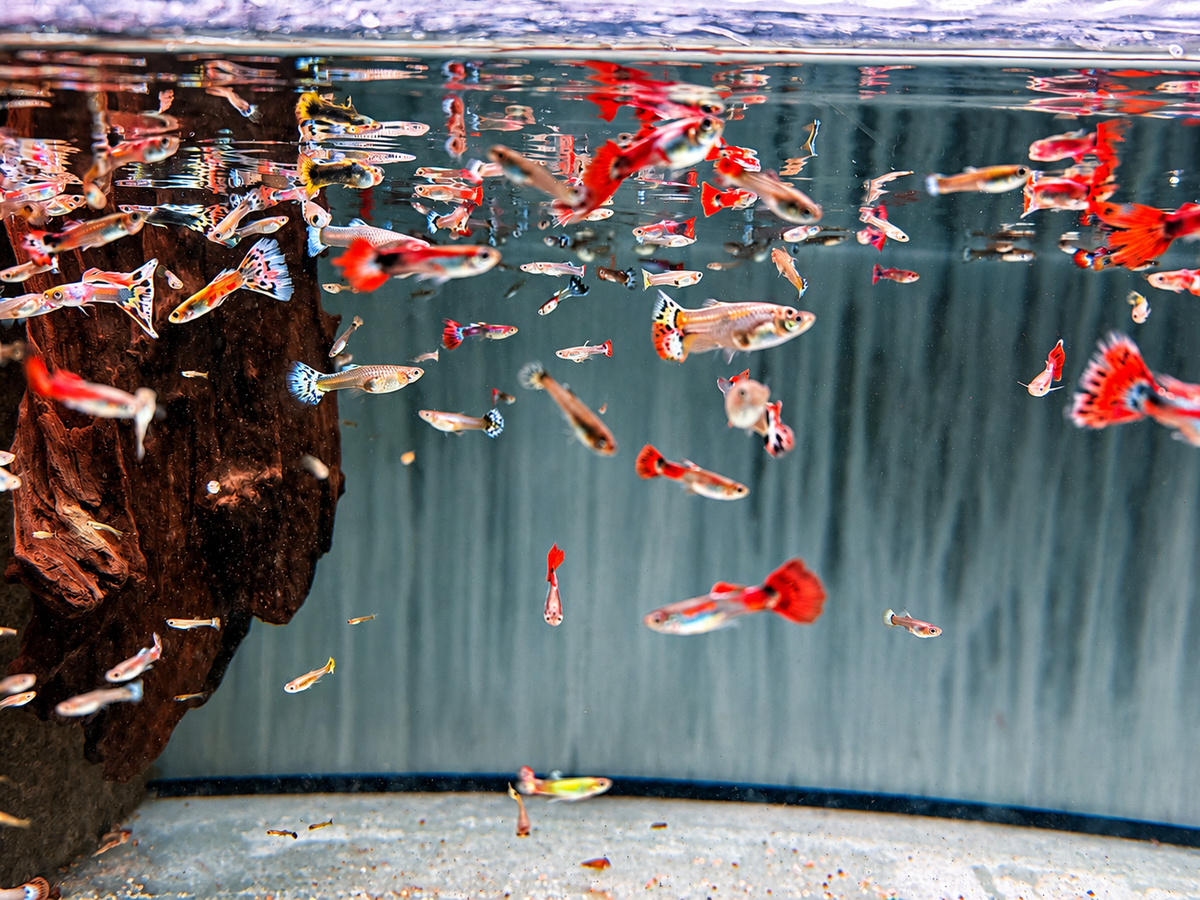 Deutsche Nachzucht Guppys Poecilia reticulata
