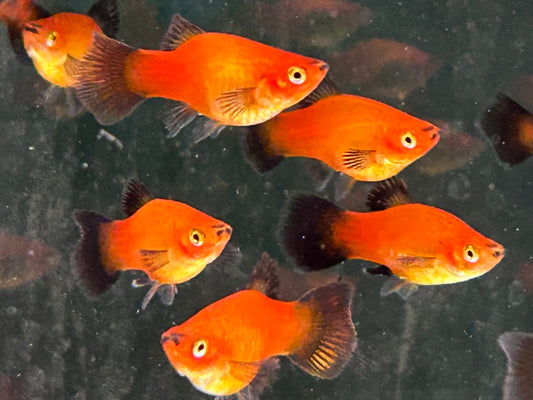 Deutschland BRD Platy Xiphophorus maculatus