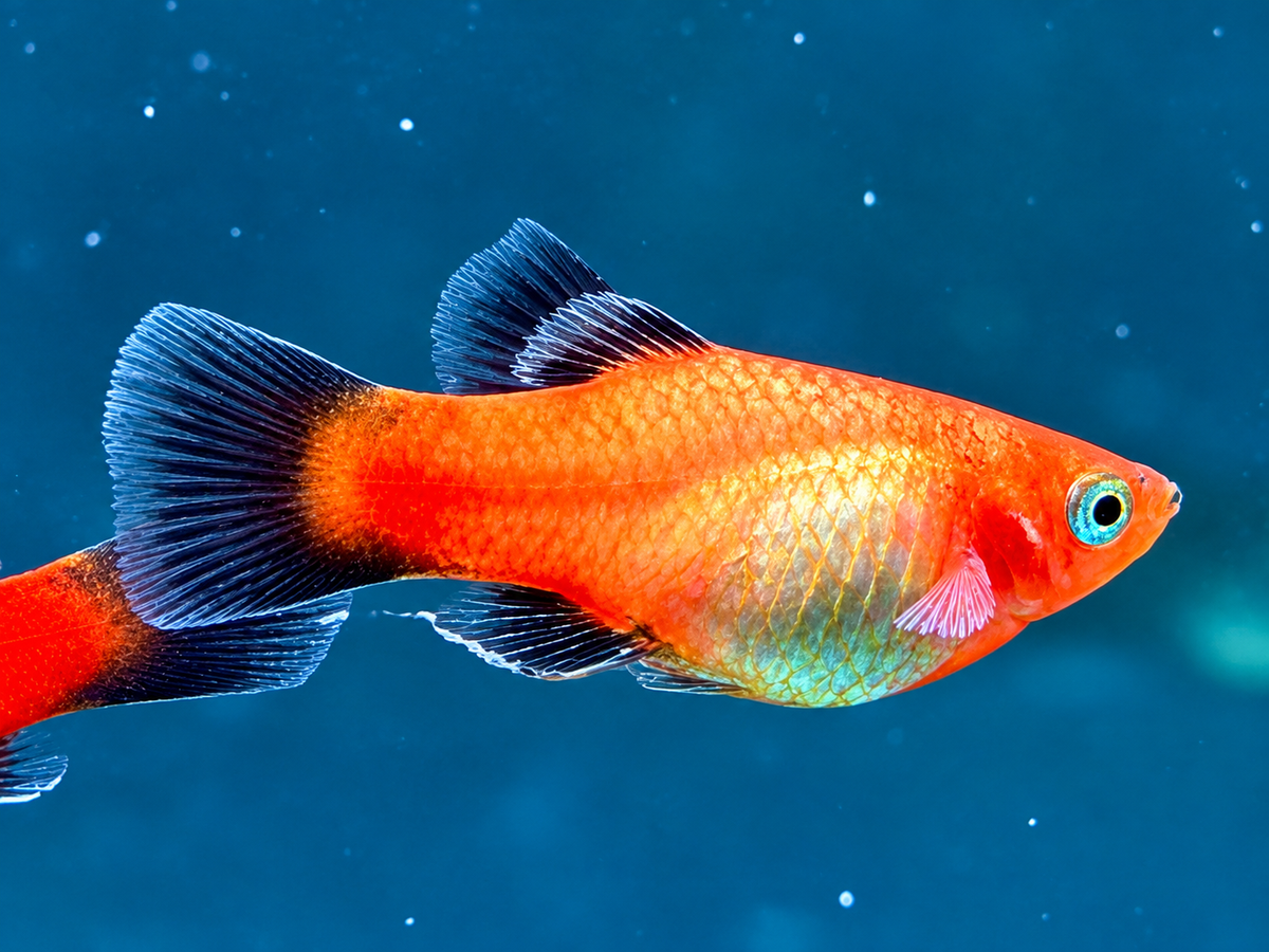 Deutschland BRD Platy Xiphophorus maculatus