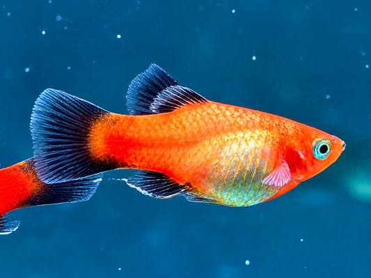 Deutschland BRD Platy Xiphophorus maculatus
