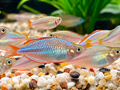 Diamantregenbogenfisch Melanotaenia praecox