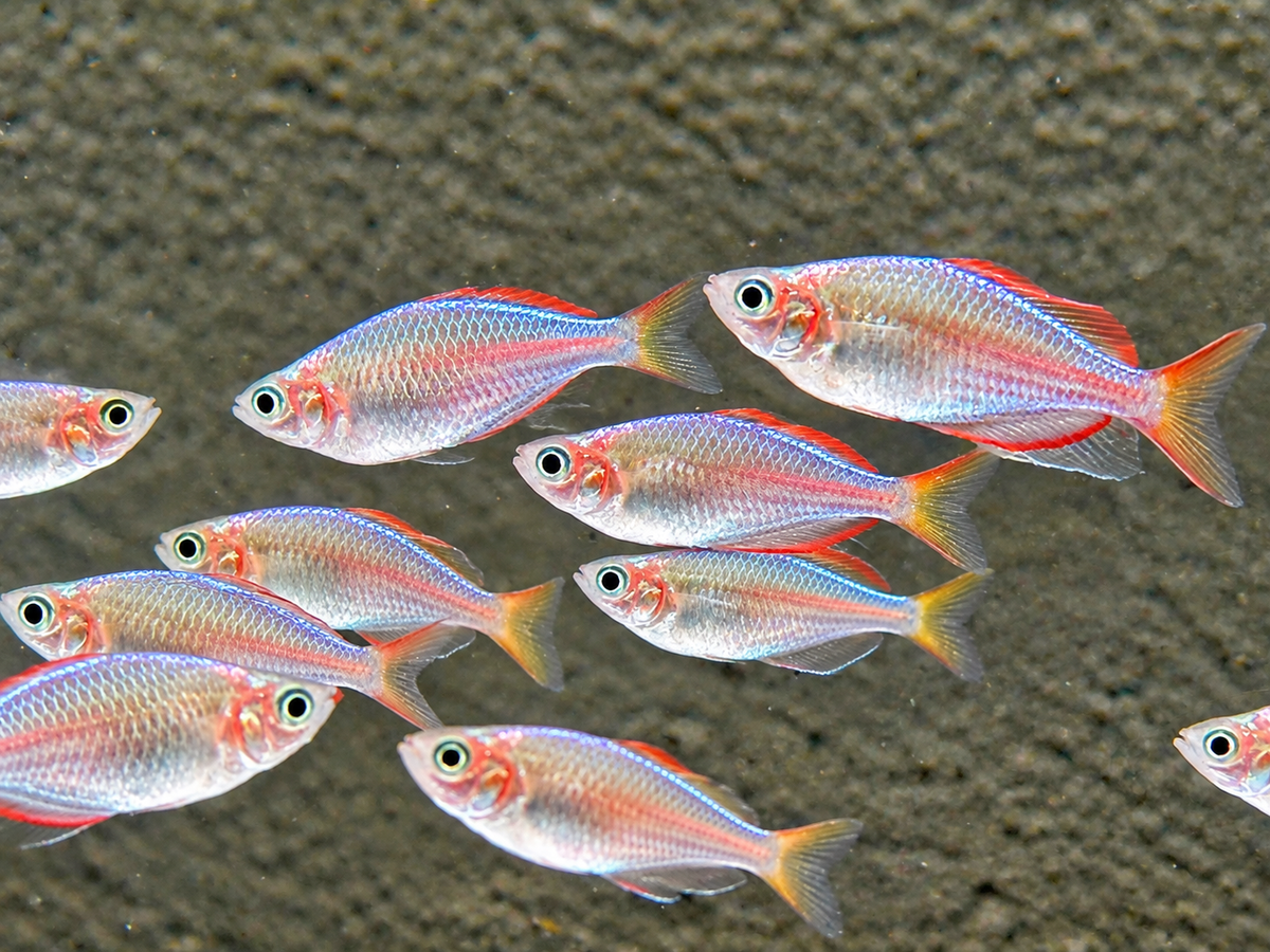 Diamantregenbogenfisch Melanotaenia praecox