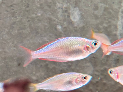 Diamantregenbogenfisch Melanotaenia praecox