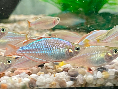 Diamantregenbogenfisch Melanotaenia praecox