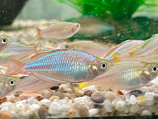 Diamantregenbogenfisch Melanotaenia praecox