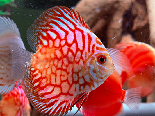 Diskus Pigeon Blood  Symphysodon aequifasciatus Nachzuchten 6-8 cm