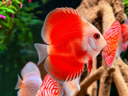 Diskus Red Melon Symphysodon aequifasciatus Nachzuchten 6-8 cm