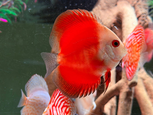 Diskus Red Melon Symphysodon aequifasciatus Nachzuchten 6-8 cm