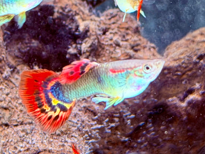 Dragon Guppy Poecilia reticulata Männchen