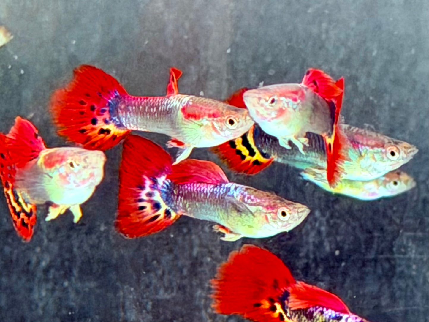 Dragon Guppy Poecilia reticulata Männchen