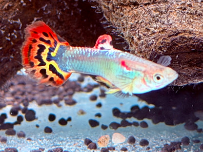 Dragon Guppy Poecilia reticulata Männchen