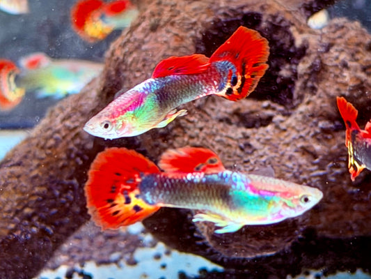 Dragon Guppy Poecilia reticulata Männchen