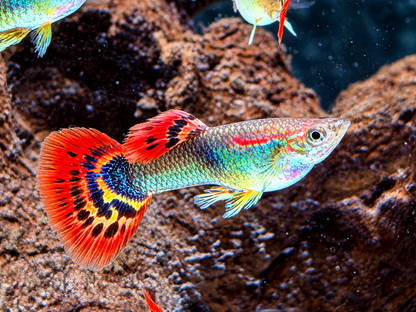 Dragon Guppy Poecilia reticulata Männchen