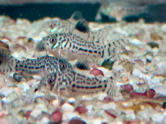 Dreibinden Panzerwels Corydoras Hoplisoma trilineatum
