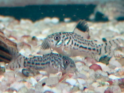 Dreibinden Panzerwels Corydoras Hoplisoma trilineatum