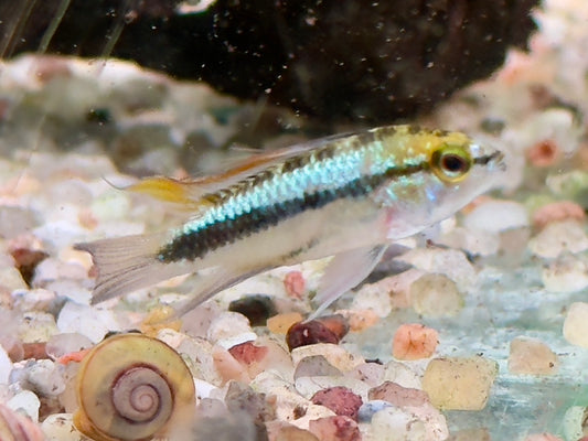 Dreistreifen Zwergbuntbarsch Apistogramma trifasciata