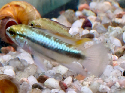 Dreistreifen Zwergbuntbarsch Apistogramma trifasciata