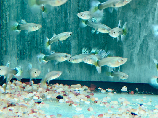 Dumbo Guppy Poecilia reticulata Weibchen