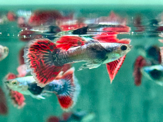 Dumbo Mosaic Guppy Poecilia reticulata Männchen
