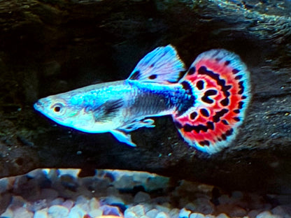Dumbo Mosaik Guppy Poecilia reticulata Männchen
