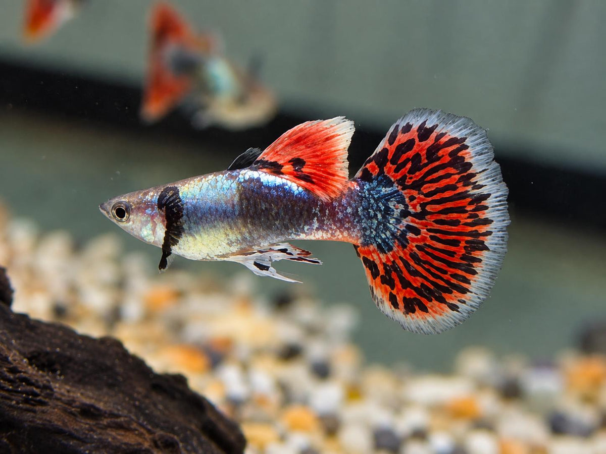 Dumbo Mosaik Guppy Poecilia reticulata Männchen