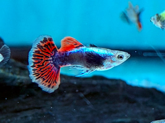 Dumbo Mosaik Guppy Poecilia reticulata Männchen