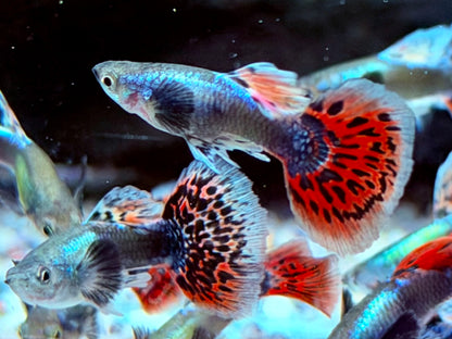 Dumbo Mosaik Guppy Poecilia reticulata Männchen