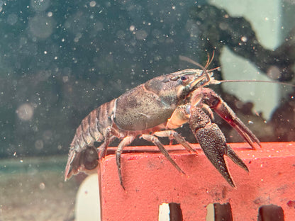 Edelkrebs Flusskrebse  Astacus astacus XL ca. 10 cm