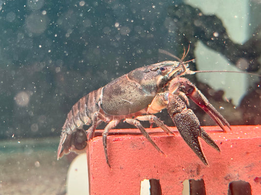 Edelkrebs Flusskrebse  Astacus astacus XL ca. 10 cm