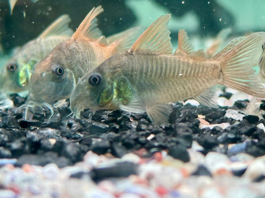Einfarbiger Panzerwels Corydoras concolor 3,2-3,7 cm