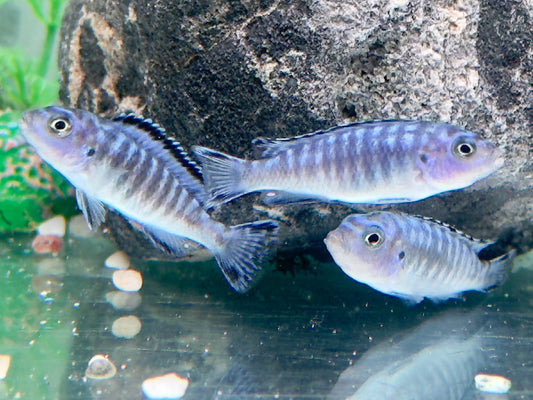 Eisblauer Maulbrüter Pseudotropheus socolofi